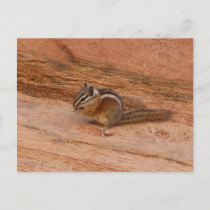 Postal Zion Chipmunk sobre las rocas rojas