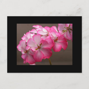 Postal Zonale geranium 'Cattolica'