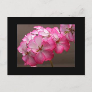 Postal Zonale geranium 'Cattolica'