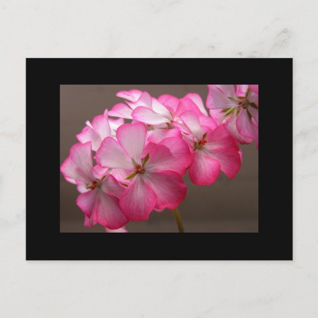 Postal Zonale geranium 'Cattolica' (Anverso)