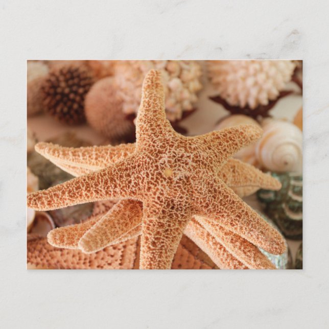 Postal Zonas marinas a la venta de Zihuatanejo, México (Anverso)