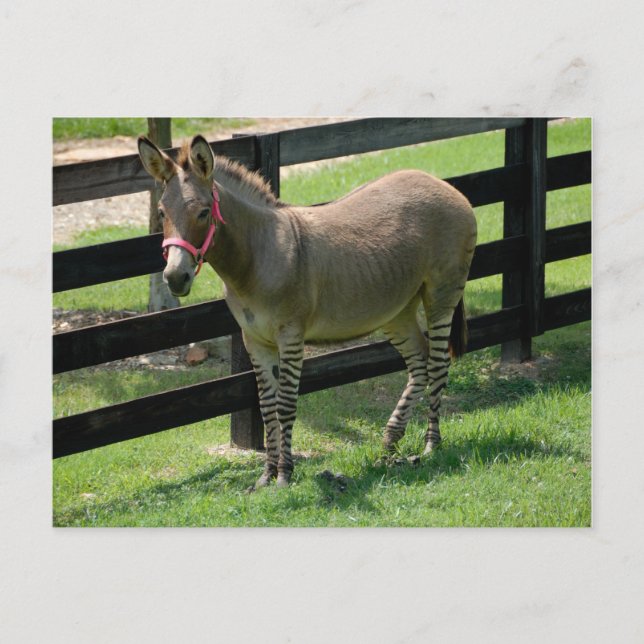 Postal Zonkey con el nombre de Donkey and Zebra mix (Anverso)