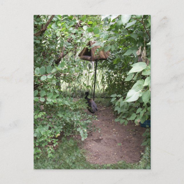 Postal Zoo Bird House (Anverso)