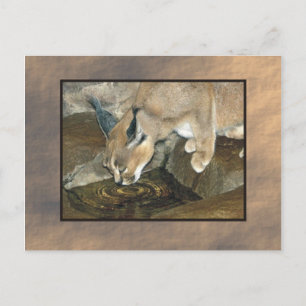 Postal zoo lynx