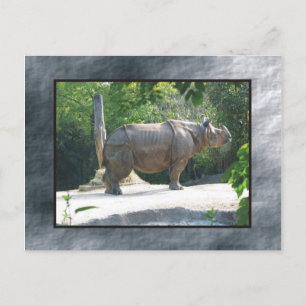 Postal zoo rino