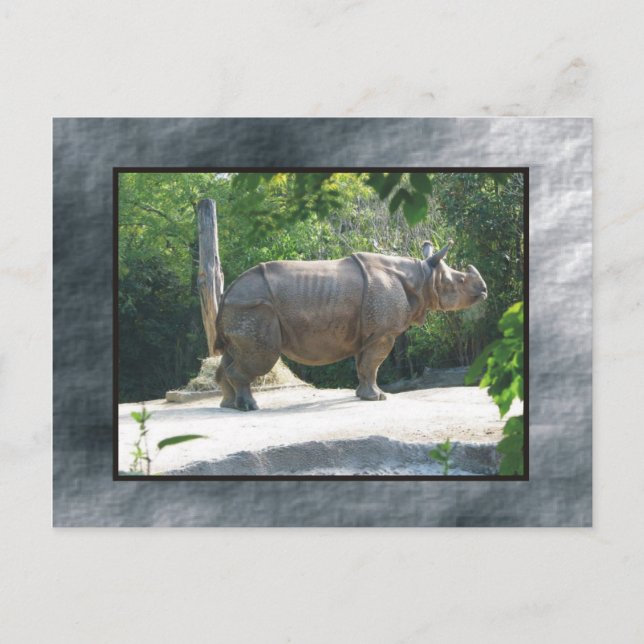 Postal zoo rino (Anverso)