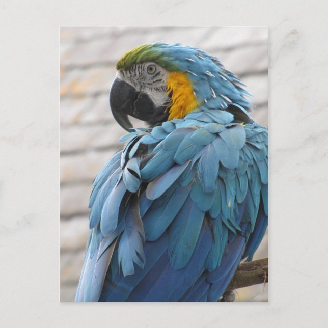 Postal Zoológico de Audubon (Anverso)