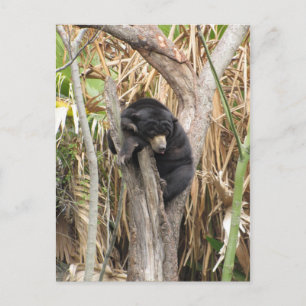 Postal Zoológico de Audubon