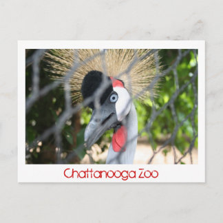 Postal Zoológico de Chattanooga