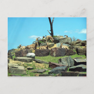 Postal Zoológico de Filadelfia