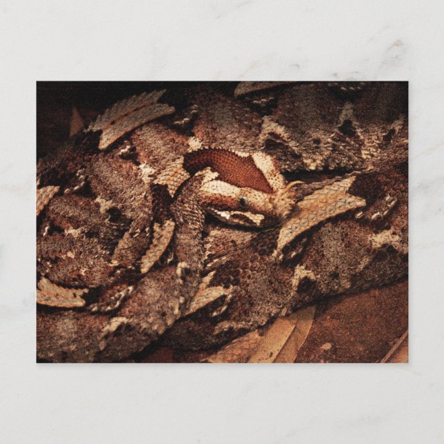 Postal Zoológico de Houston (Anverso)