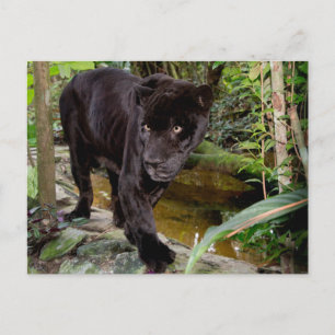 Postal Zoológico de la ciudad de Belice. Pantera negra