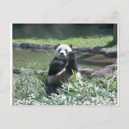 Postal zoológico de Panda Bear Memphis