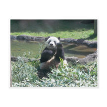 Postal zoológico de Panda Bear Memphis
