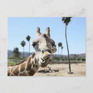 Postal Zoológico de San Diego