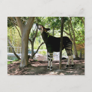 Postal Zoológico de San Diego