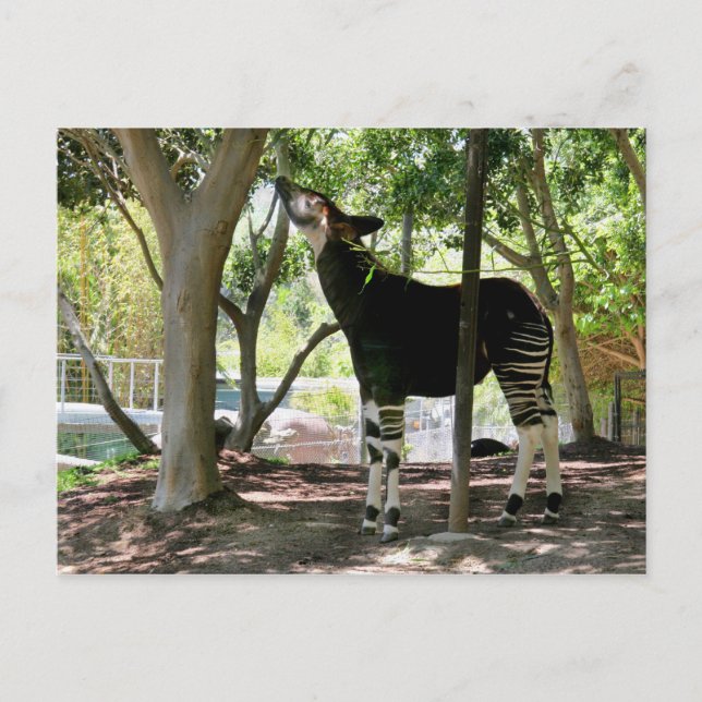 Postal Zoológico de San Diego (Anverso)