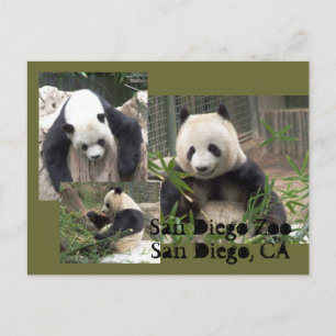 Postal zoológico de San Diego