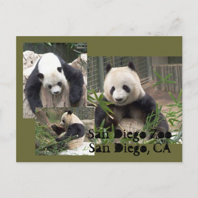 Postal zoológico de San Diego (Anverso)