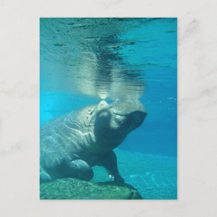 Postal Zoológico de San Diego