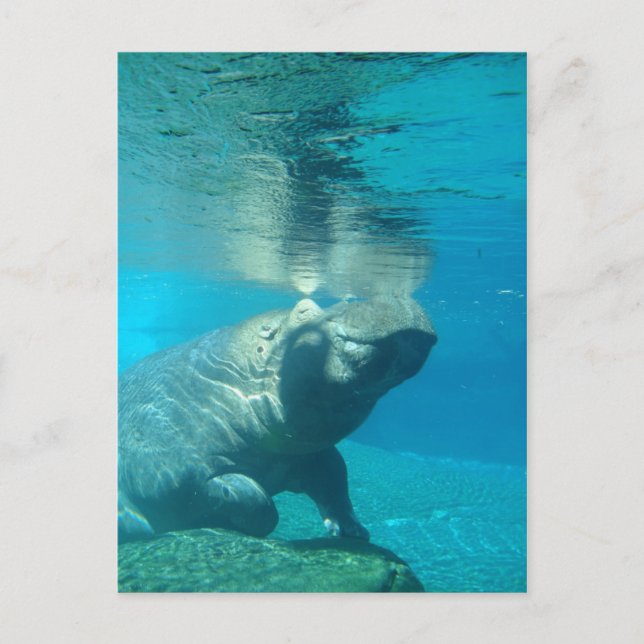 Postal Zoológico de San Diego (Anverso)