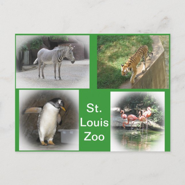 Postal Zoológico de St. Louis (Anverso)