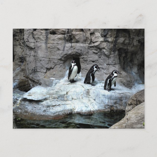 Postal Zoológico de St Louis 2009 (Anverso)