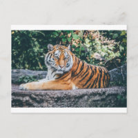 Zoológico de vida salvaje de gato salvaje de azari