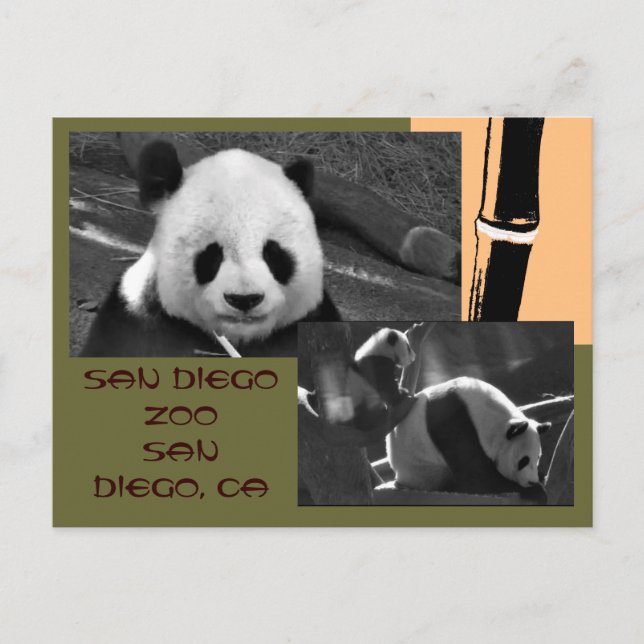 Postal zoológico Panda San Diego (Anverso)