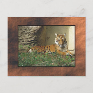 Postal zoológico, tigre