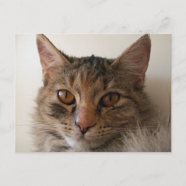 Postal Zora (Anverso)