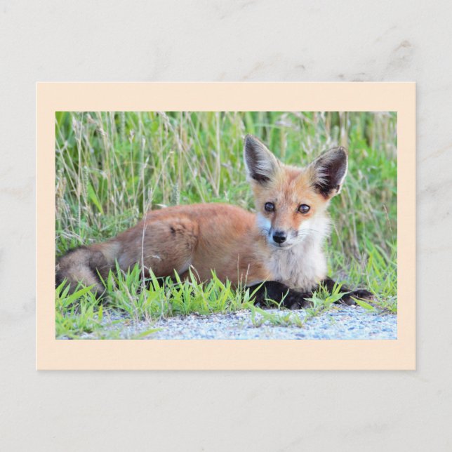 Postal Zorrito Rojo Cachorro (Anverso)
