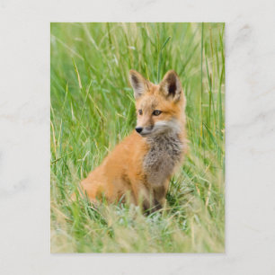 Postal Zorrito Rojo en hierba cerca de la guarida