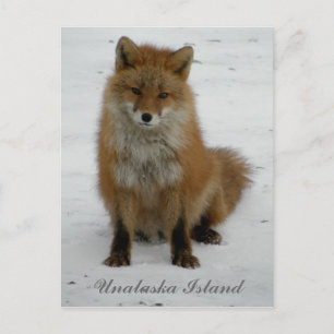 Postal Zorro Aleutiano en invierno, isla Unalaska