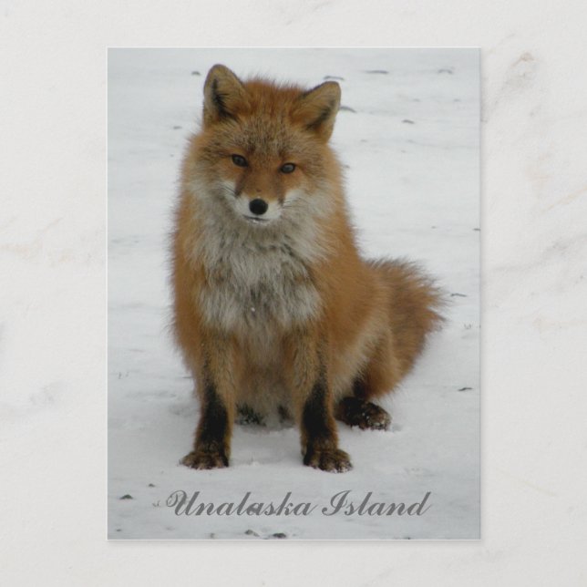 Postal Zorro Aleutiano en invierno, isla Unalaska (Anverso)