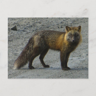 Postal Zorro Aleutiano en la carretera, isla Unalaska