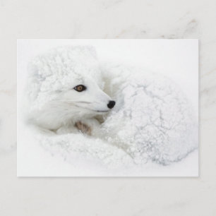 Postal Zorro ártico acurrucado en invierno