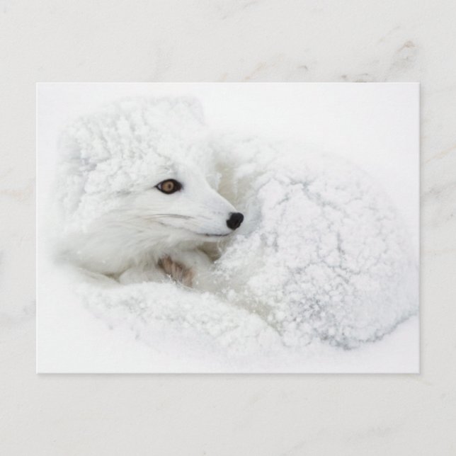 Postal Zorro ártico acurrucado en invierno (Anverso)