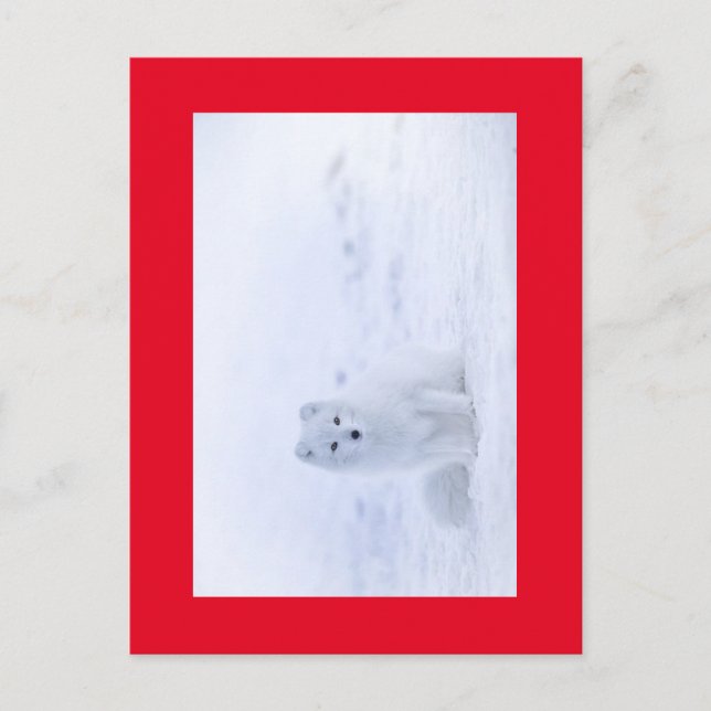 POSTAL ZORRO BLANCO (Anverso)