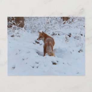 Postal Zorro de Invierno