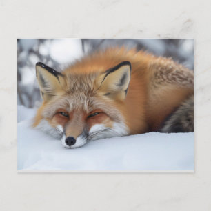 Postal Zorro Durmiendo Lindo Animal De Invierno 