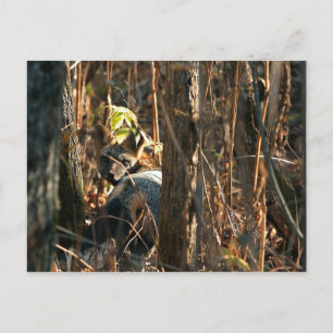 Postal zorro en sigilo