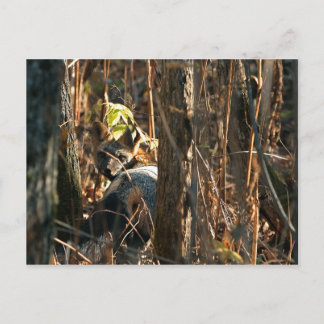 Postal zorro en sigilo