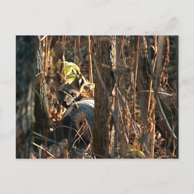 Postal zorro en sigilo (Anverso)