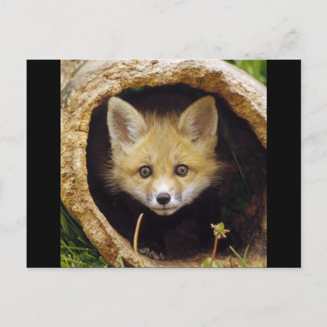 Postal Zorro pequeño asustado (Anverso)