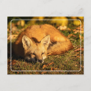 Postal Zorro Pequeño Sleepy