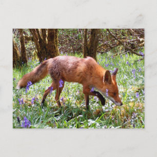 Postal Zorro Rojo en Bosque de Campanillas Silvestres Art