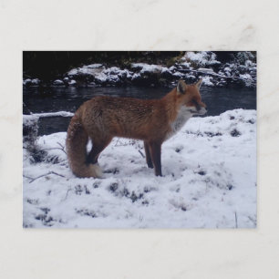 Postal Zorro Rojo En Nieve Fauna Naturaleza Invierno