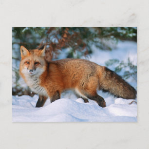 Postal Zorro Rojo   Nieve en Invierno, Montana