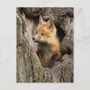 Postal Zorro Rojo Pequeño en un Hueco de Árbol
